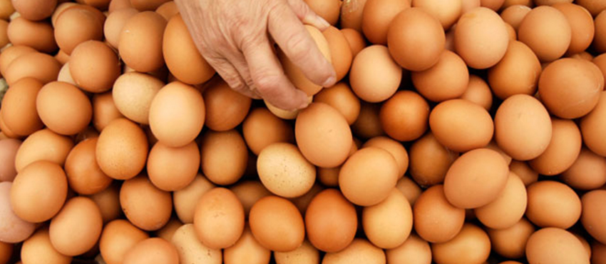supplier telur