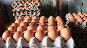 tray telur